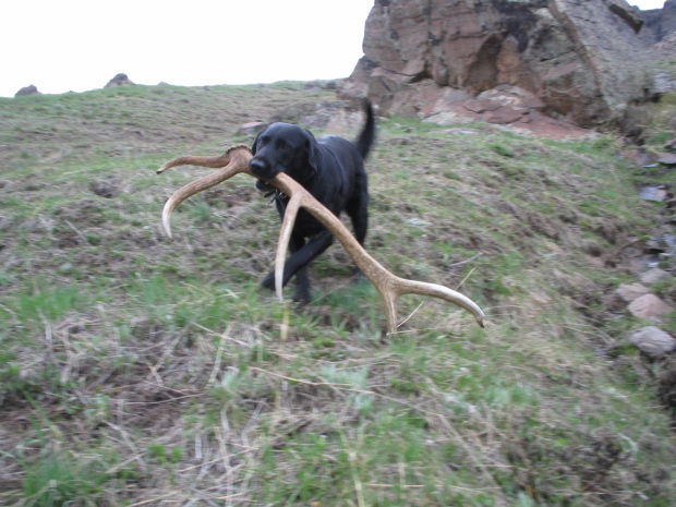 You've hunted for antler sheds
